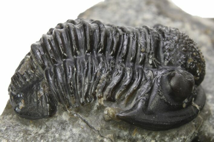 Detailed Gerastos Trilobite Fossil - Morocco #275227